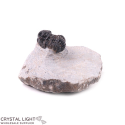 Trilobite Fossil on Matrix