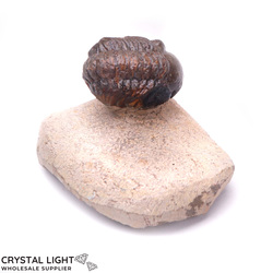 Trilobites: Trilobite Fossil on Matrix