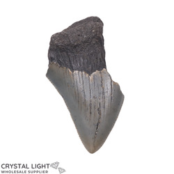 Teeth: Megalodon Tooth