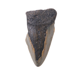 Teeth: Megalodon Tooth