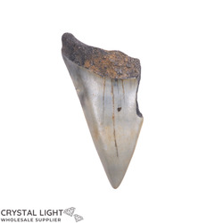 Teeth: Megalodon Tooth