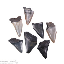 Teeth: Megalodon Tooth Lot