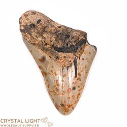Teeth: Megalodon Tooth (Large)