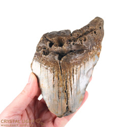 Teeth: Megalodon Tooth Large