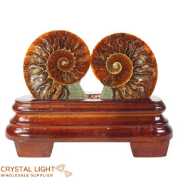 Ammonite Pair on Stand