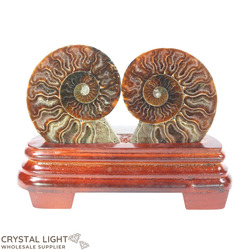 Ammonite Pair on Stand