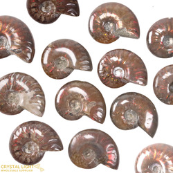 Ammonites: Ammonite Fossil Small