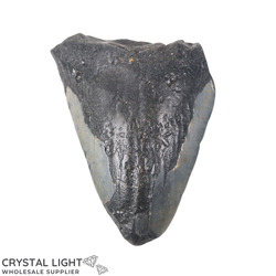 Teeth: Megalodon Tooth Large