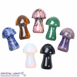 Mixed Mushroom Lot