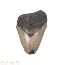 Megalodon Tooth