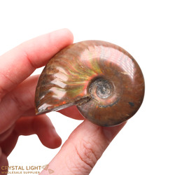 Ammonite Fossil