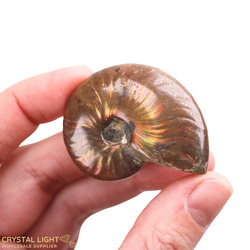Ammonite Fossil