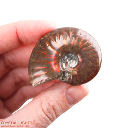 Ammonites: Ammonite Fossil