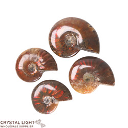 Ammonite Lot