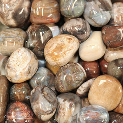 Tumbles by Weight: Petrified Wood Tumble
