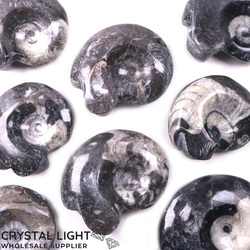 Goniatite: Goniatite Fossil