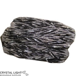 Orthoceras: Orthoceras Fossil Plate Large