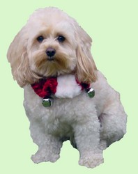 Christmas Collars: Holiday Bell Collar - Small