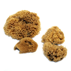 Misc.: Royal Sea Sponges