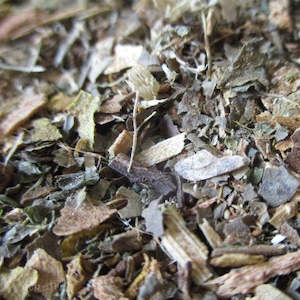 Bath Brews: Dark Forest Bath Tea