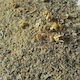 Sea Wytch Bath Tea