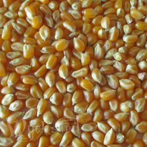 Corn Kernels 50gm