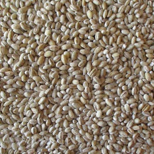 Lammas: Barley, Pearl 50gm