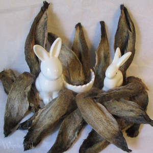 Spring Equinox: Wild Hares Ear x 1