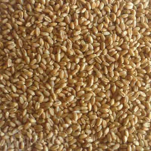 Wheat, Whole 50gm