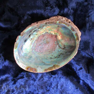 Natural Paua Shell