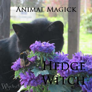 Animal Magick: Hedge Witch Animal Magick Online Course