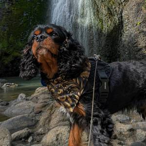 Floral Dog Bandana - Soft Pet Scarf for Everyday Adventures