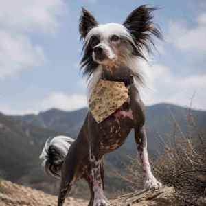 Baja Trail Dog Bandana - Southwestern Clip-On Pet Bandana