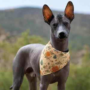 Outdoor Pet Gear: Mexicana Bloom Dog Bandana - Mexican-Inspired Floral Pet Bandana
