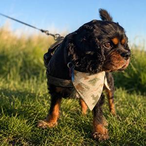 Summit Lines Dog Bandana - Clip-On Outdoor Pet Bandana