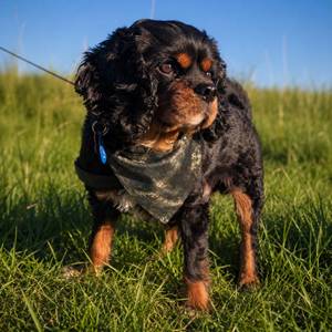 Timber Shade Dog Bandana - Clip-On Outdoor Pet Bandana