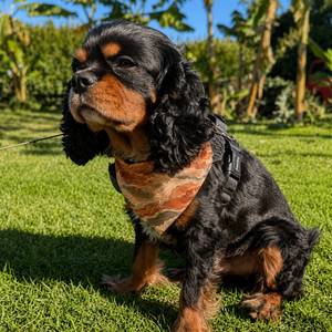 Canyon Drift Dog Bandana - Clip-On Outdoor Pet Bandana