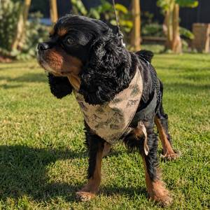 Trail Archive Dog Bandana - Clip-On Outdoor Pet Bandana