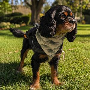 Mist Ridge Dog Bandana - Clip-On Outdoor Pet Bandana