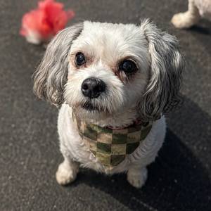 Terrain Check Dog Bandana – Clip-On Outdoor Pet Bandana
