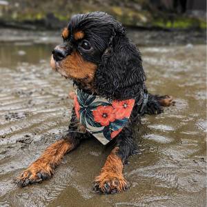 Poppy Ridge Dog Bandana - Clip-On Floral Pet Bandana