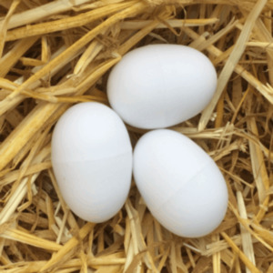 BROOD EGGS - Yardlands