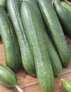 Products: CUCUMBER TELEGRAPH IMPROVED - Yardlands