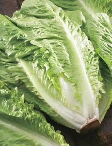 Products: LETTUCE GREEN COS - Yardlands