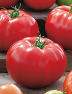 Products: TOMATO BIG BEEF - Yardlands