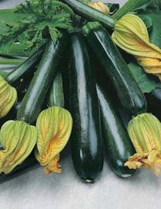 Products: ZUCCHINI BLACKJACK F1 - Yardlands