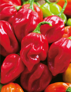 Products: CHILLI HABANERO GIANT RED - Yardlands