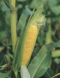 SWEET CORN EARLY EXTRA SWEET - Yardlands