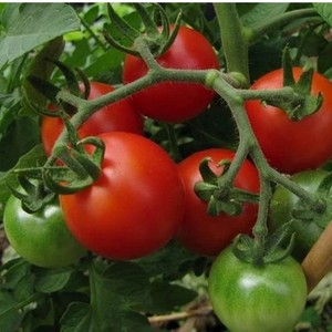 SIBERIAN TOMATO - Yardlands