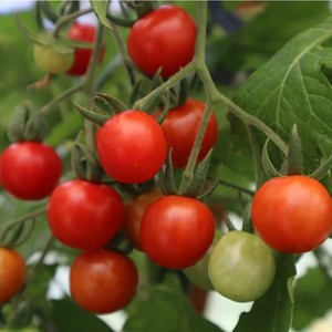 Products: MATT’S WILD CHERRY TOMATO - Yardlands